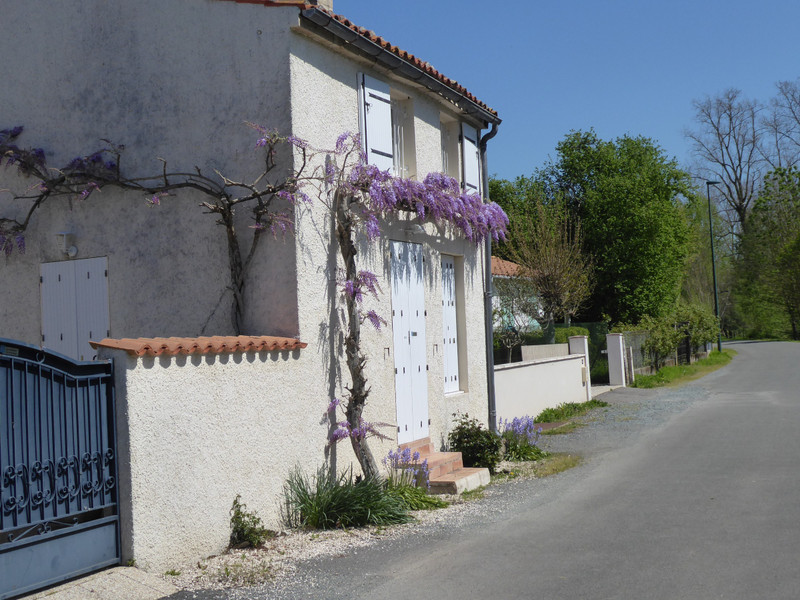 Wisteria in Coulin 