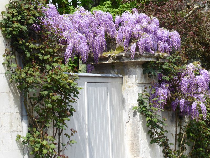 Wisteria hanging from a wall 