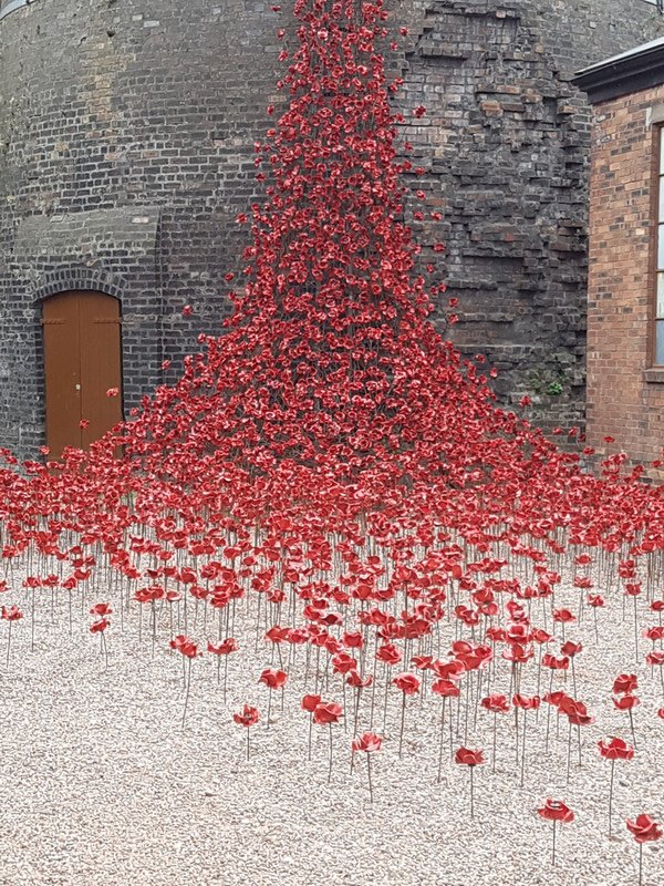 a sea of blood red poppies 