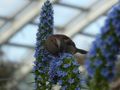 The bird in the glasshouse 