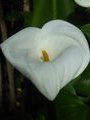 Arum Lilies in the glasshouse 