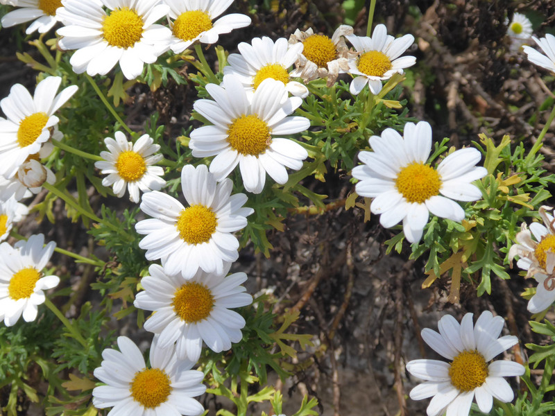 Daisies in Trsteno 
