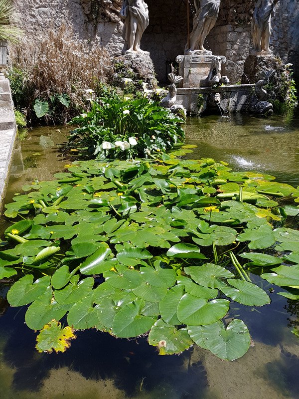 Water lilies on the pond 