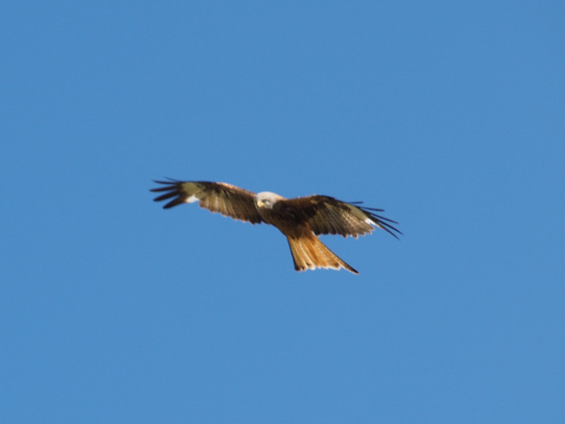 Our sighting of the Red Kite 