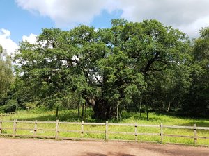 The Major Oak in Sherwood Forest 