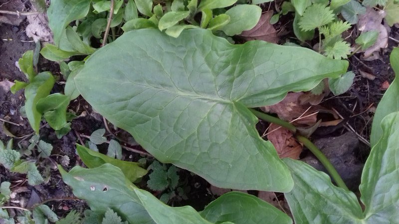 A leaf from an Arum - wild and soon will have flowers - a sure sign of spring 