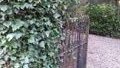 Gate and Ivy - a combination that goes together well 