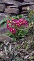 Stone and polyanthus 