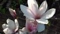 Magnolias - you can almost imagine them in a primaeval jungle 