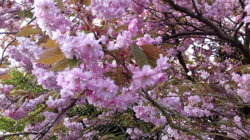 Cherry blossom - what is there not to like about it ?