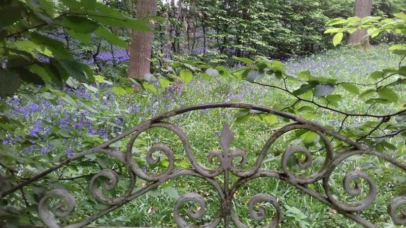 the bluebells through the gate 