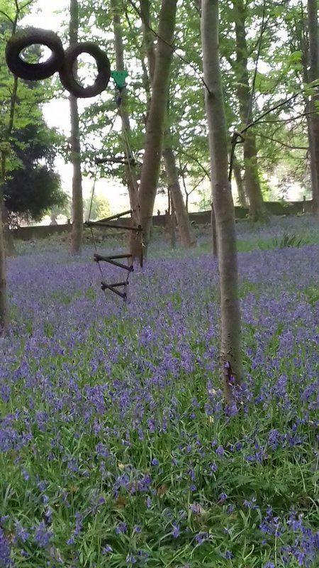 That haze of blue that comes from bluebells 