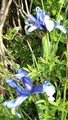 Dutch Iris -  perhaps I should name the colour Dutch Iris blue 