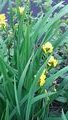 Yellow Flag Iris 