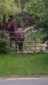 Things that I saw over the fence - the horse watching me watching him 
