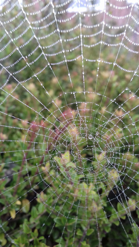 The artistry of the spiders web 