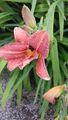 Day Lilies open early in the morning 