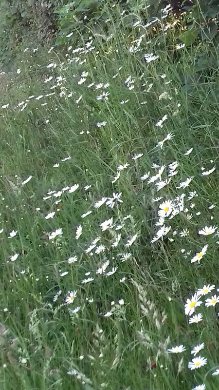 a bank of Ox Eye Daisies 