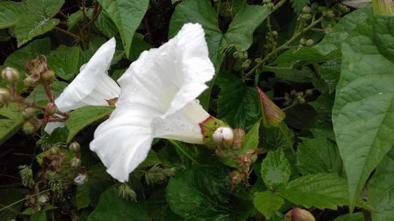 Bindweed clinging to the hedge 