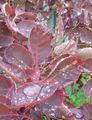 Raindrops on plum coloured leaves 