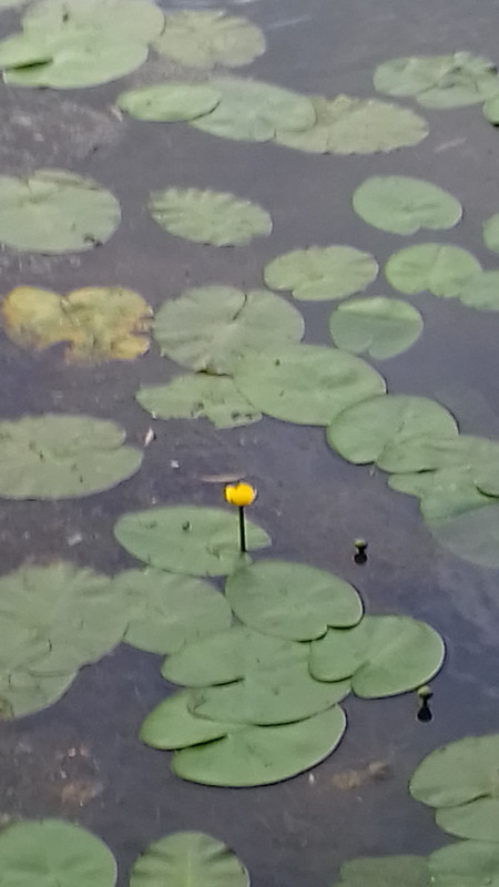 The lily pads on the pond 