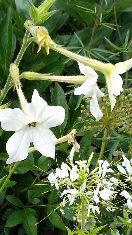 more white flowers in the border 