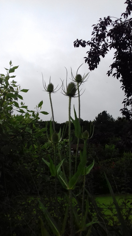 Early morning arrival of the Triffids 