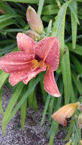 Day Lilies - they only last a day - why didn't Covid last just a day ? 