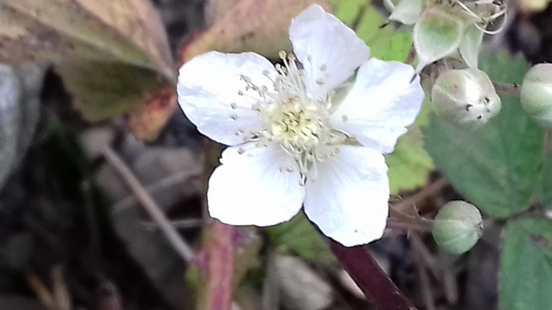 The last of the blackberry flowers 