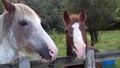 Dobbin and his friend watching me 