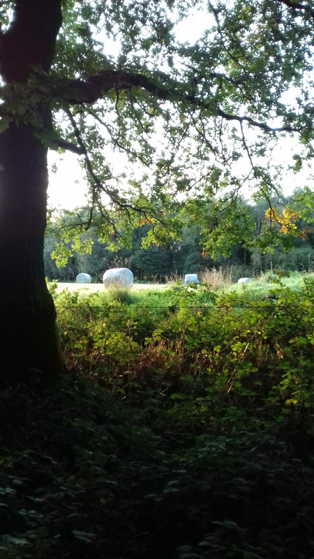 A glimpse of the last of the hay bales 
