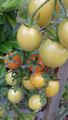 The last of the ripening tomatoes 