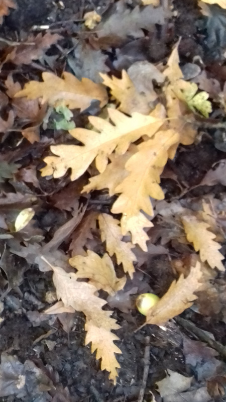 Oak leaves turning yellow 