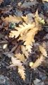 Oak leaves turning yellow 