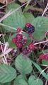 Last remnants of blackberries 