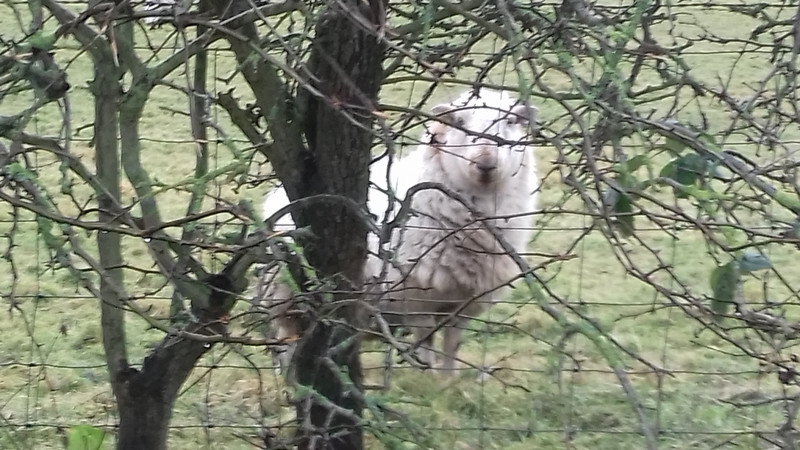 Who is watching me ?  A Welsh sheep . That's who ? 