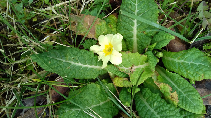 The first Primrose of the Spring 