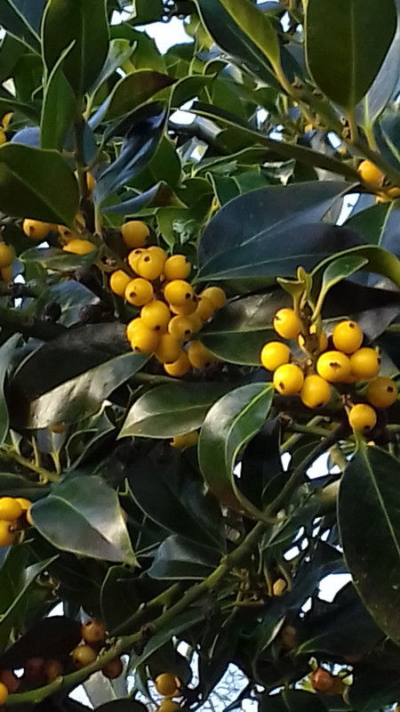 Yellow Holly berries 