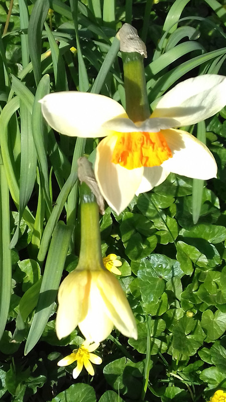 Daffodils herald Spring 