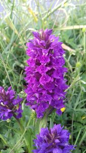 The North Marsh Orchid 