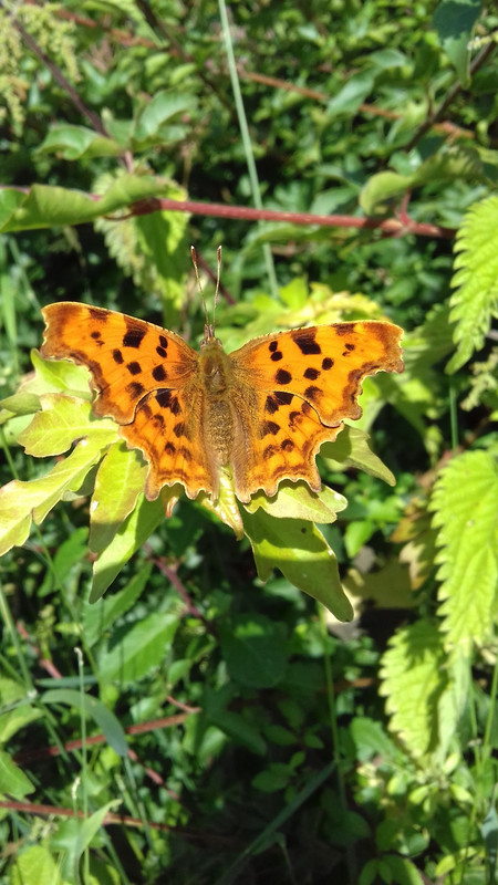 The Comma on a flower