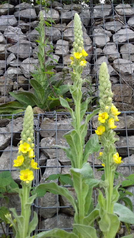 Yellow Mullein growing in the casemates 
