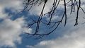 Branches and sky 
