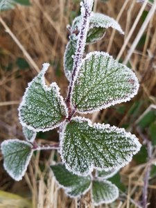 Tinged with frost 