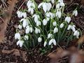 The snowdrops on my walk 