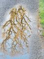 The tree reflections in the puddles