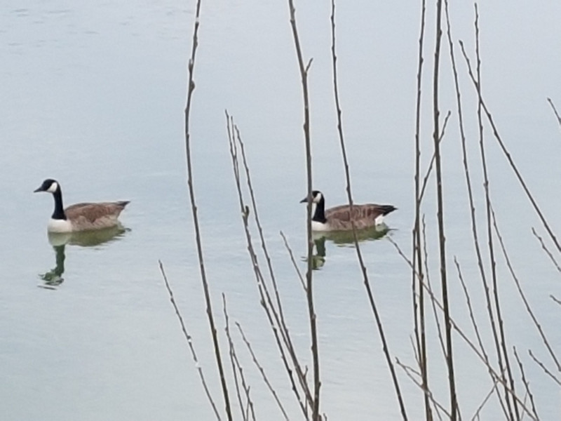 Two little ducks 
