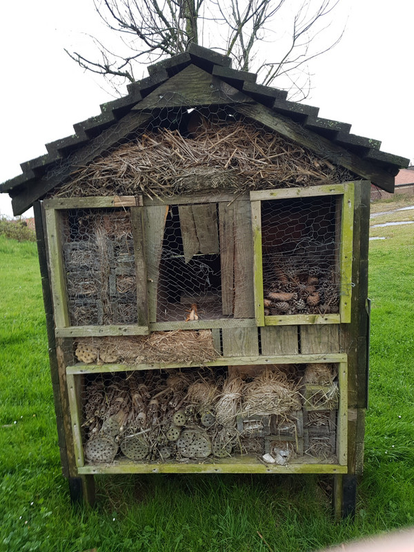 The towns insect hotel 