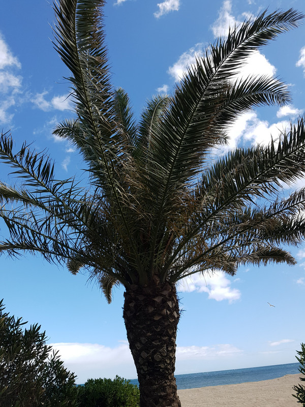 You know you are on the Med when you see a palm tree 
