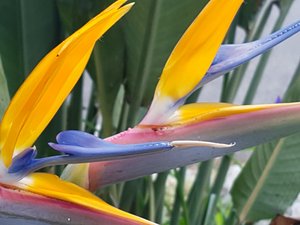 The Bird of Paradise flowers 
